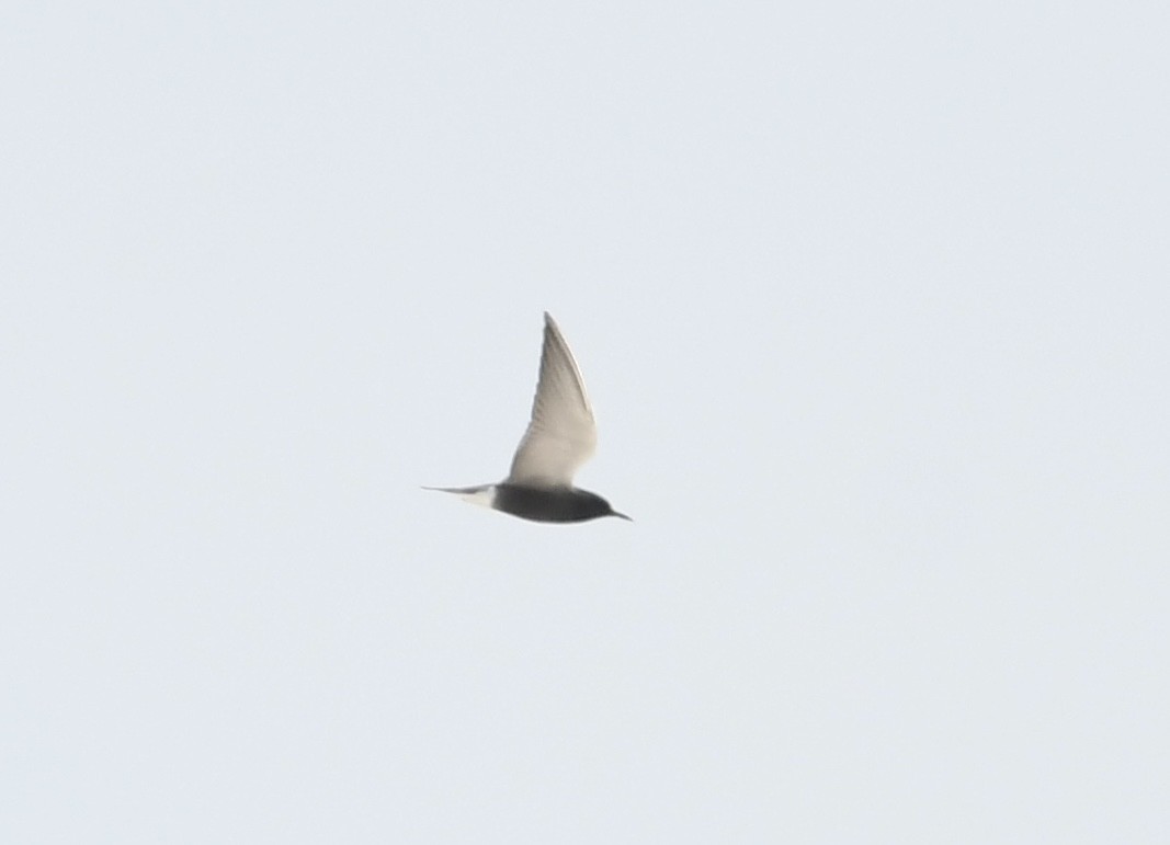 Black Tern - ML619624595