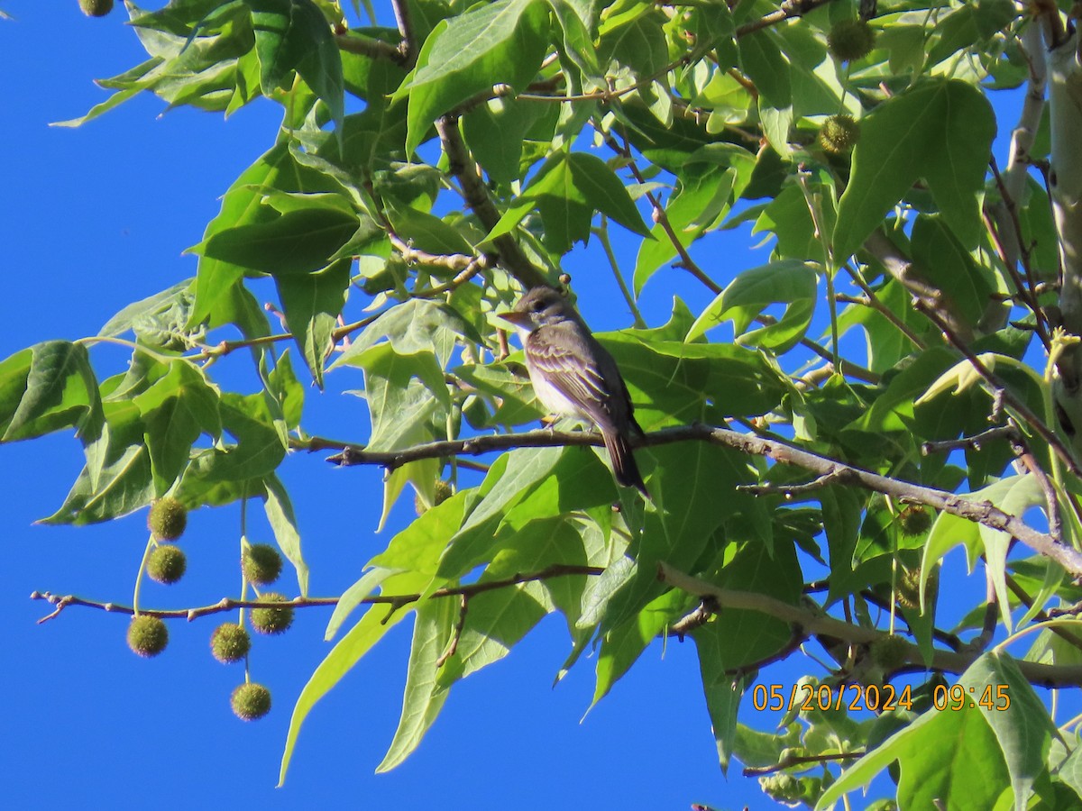 Western Wood-Pewee - Andy Harrison