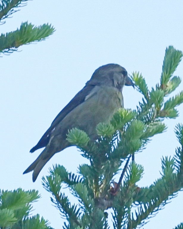 Red Crossbill - Barb and Lynn