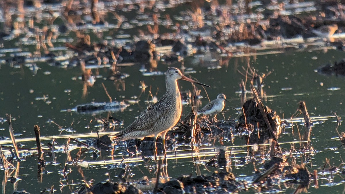 Marbled Godwit - Jennie Lanzendorf