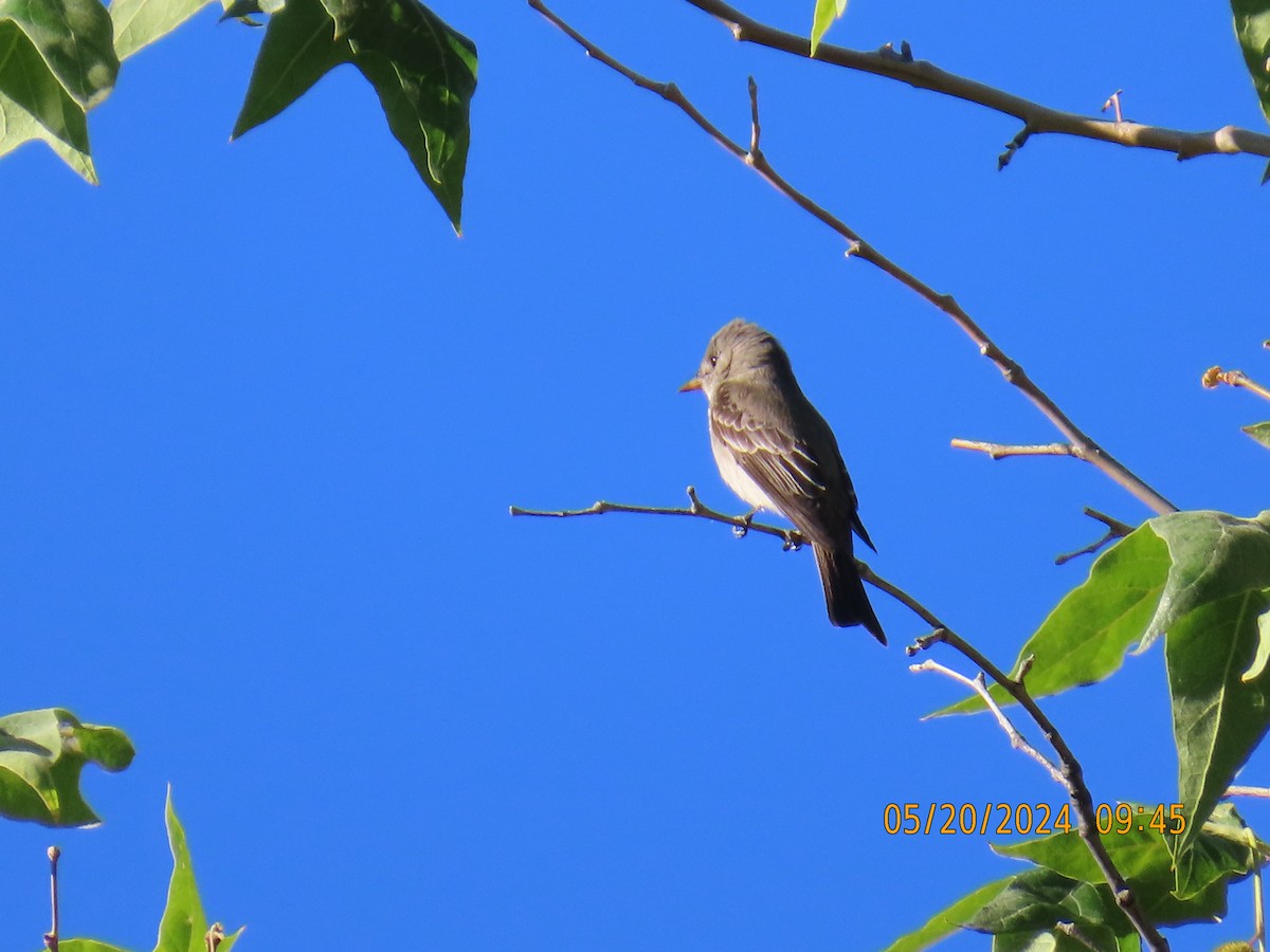 Western Wood-Pewee - Andy Harrison