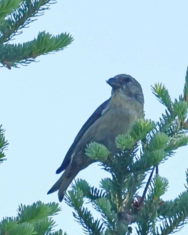 Red Crossbill - Barb and Lynn