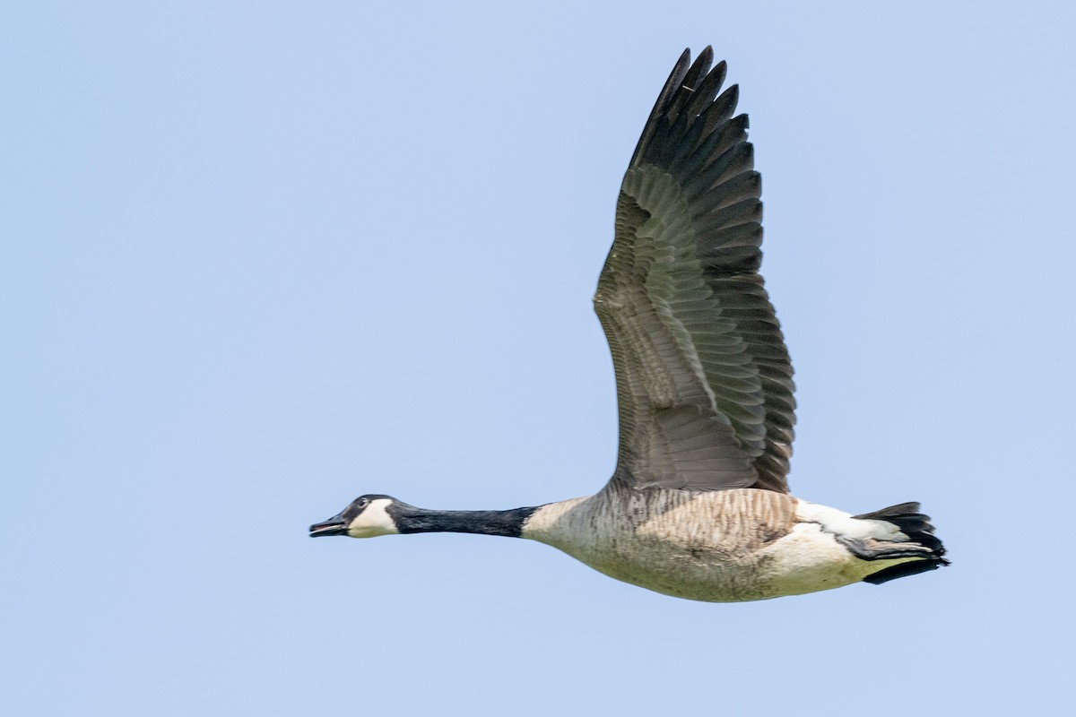 Canada Goose - James Hoagland