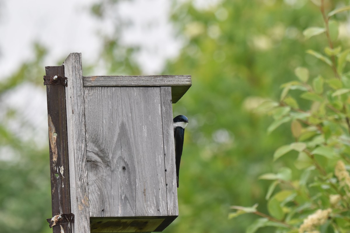 Tree Swallow - Nancy Lance