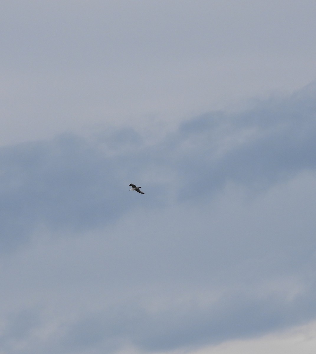 gull sp. - Rhonda Langelaan