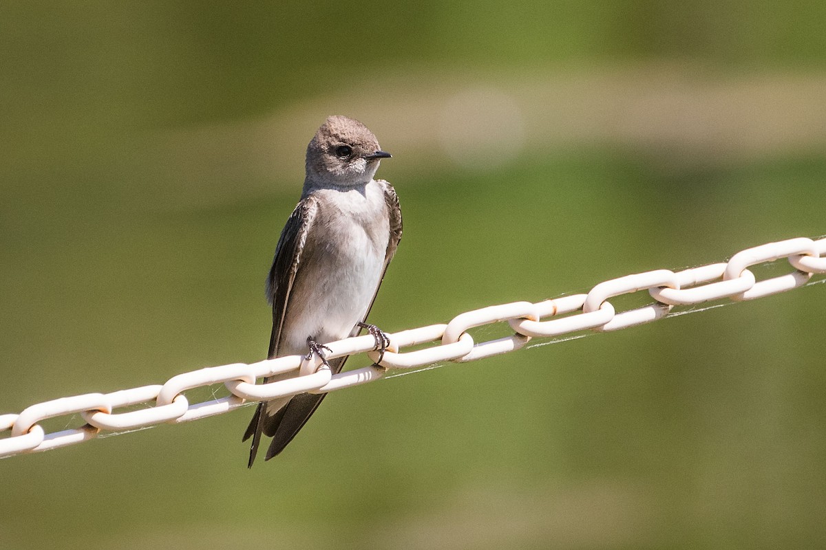 Northern Rough-winged Swallow - Rob Rogers