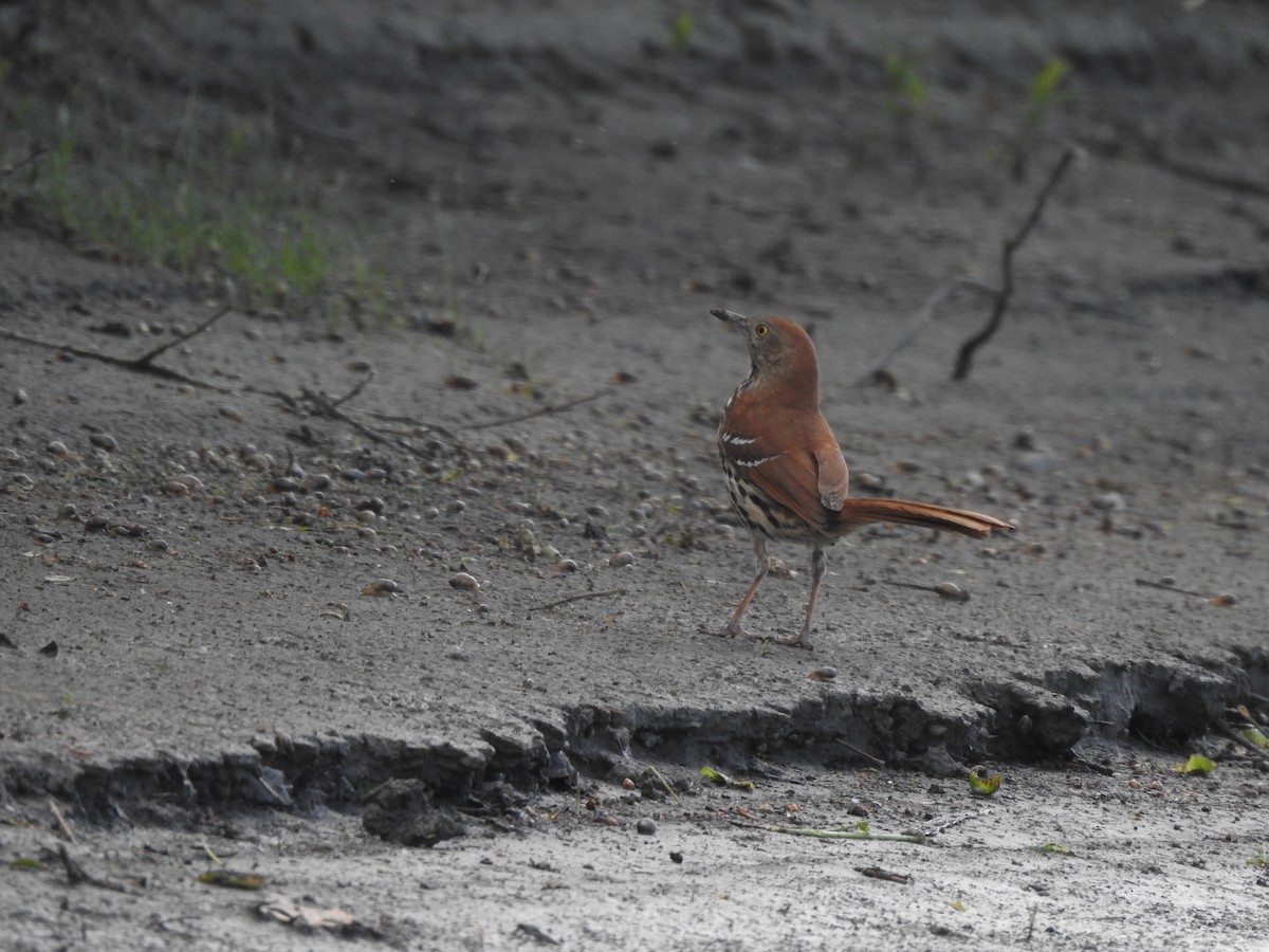 Brown Thrasher - Mathieu  Binet