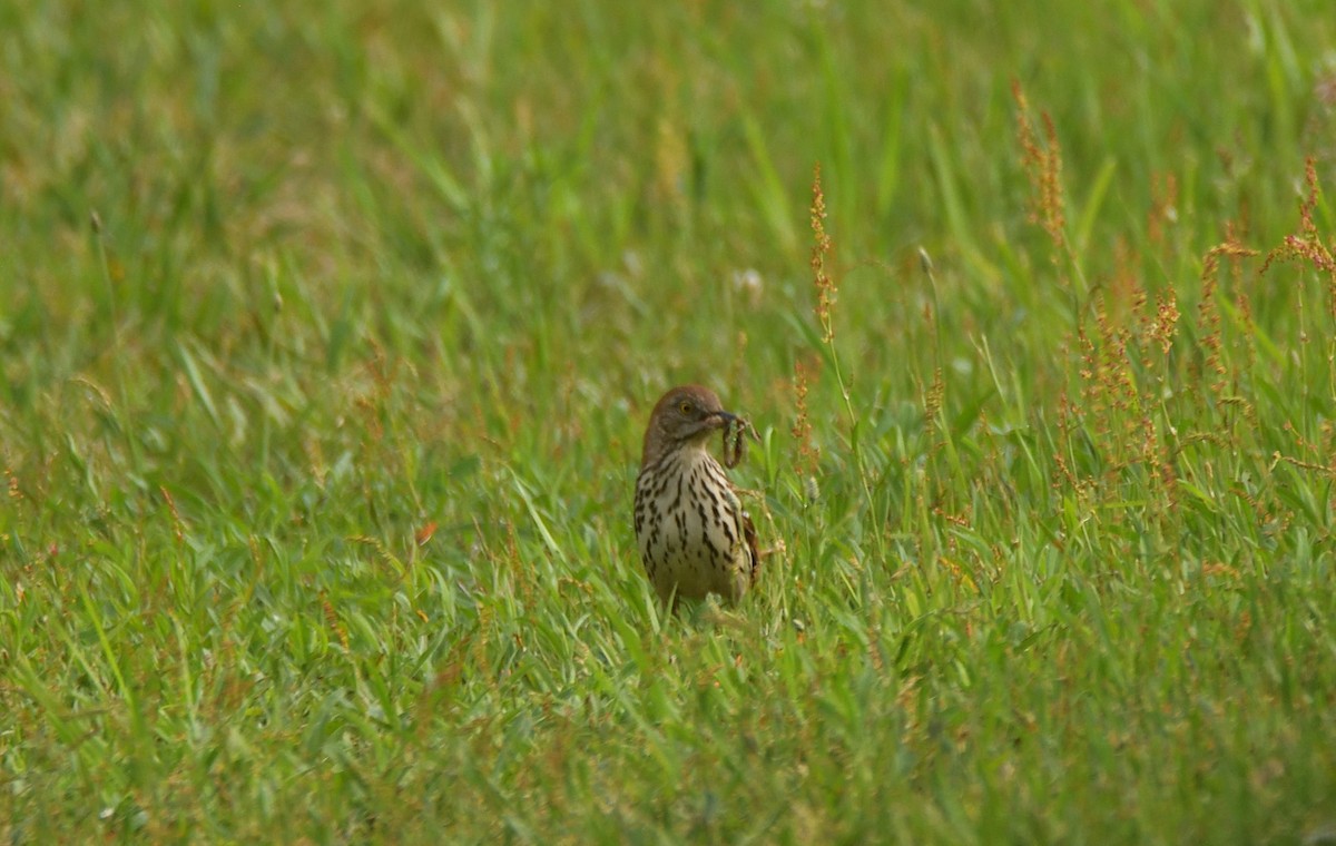 Brown Thrasher - Steve Drake