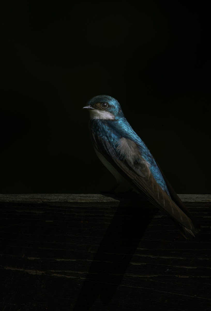 Tree Swallow - Ryan Weber