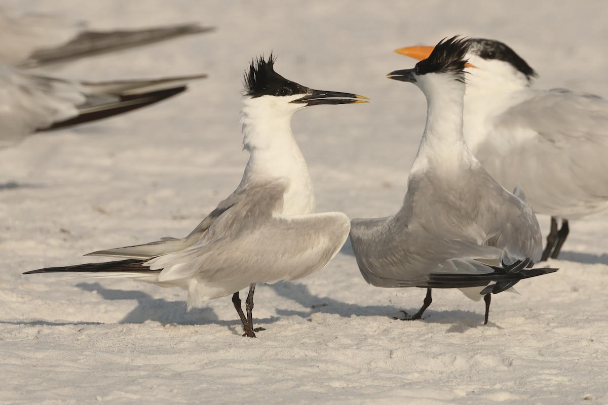 Sandwich Tern - Jim Anderton