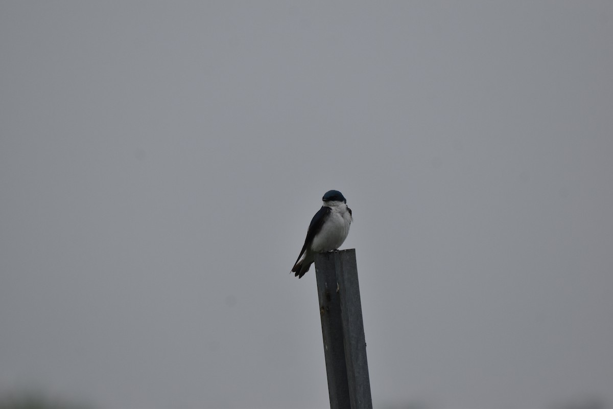 Tree Swallow - Nancy Lance