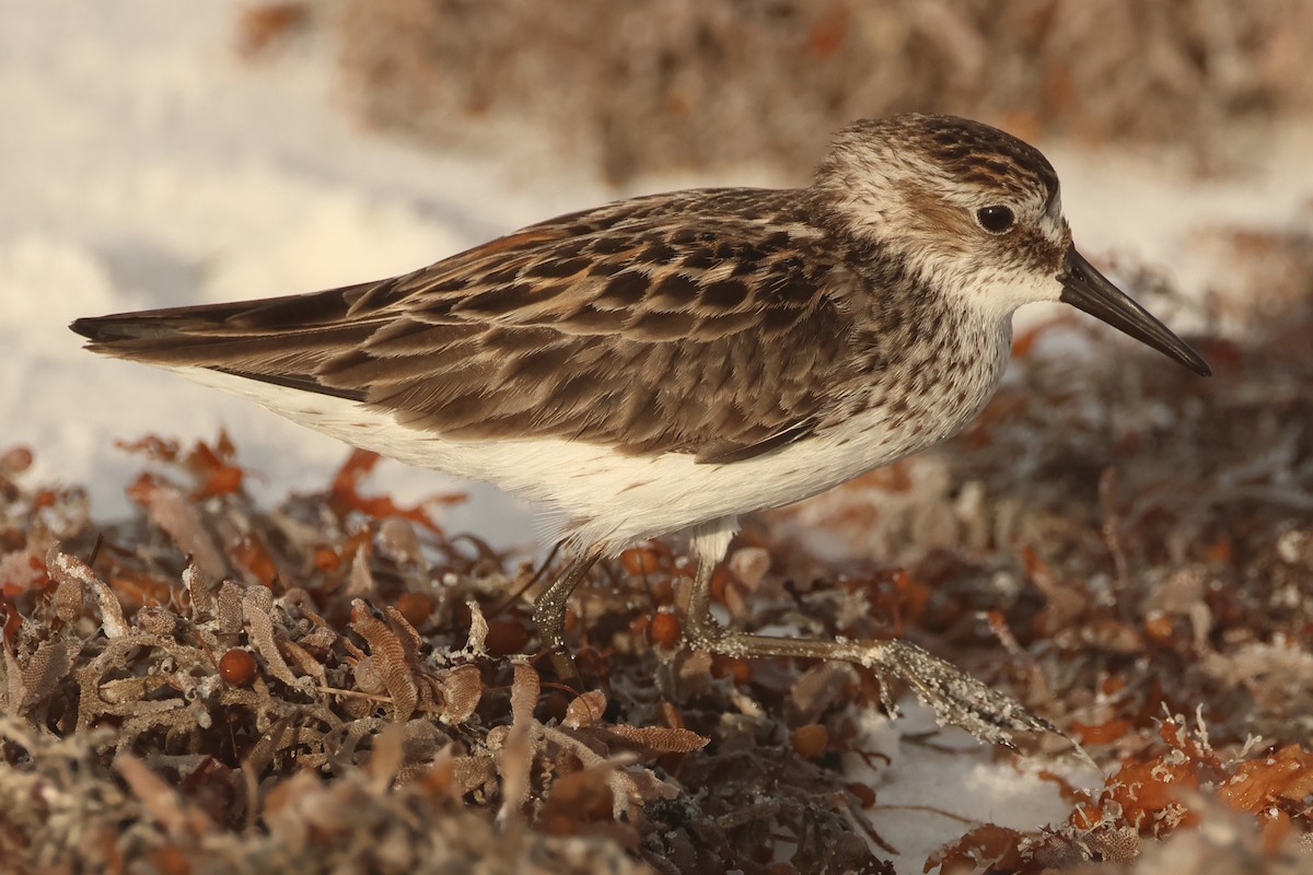 Semipalmated Sandpiper - Jim Anderton