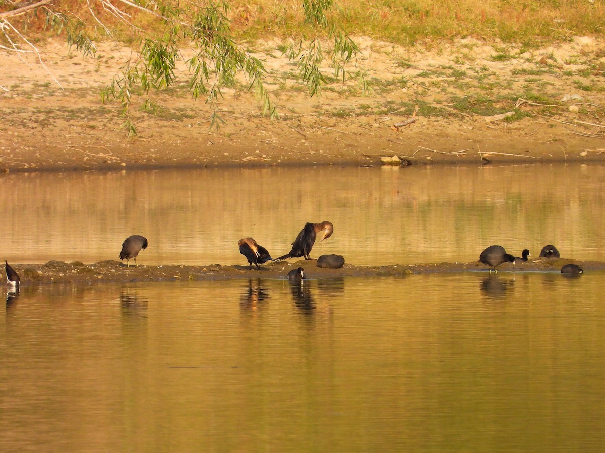 Neotropic Cormorant - Javier Lucio