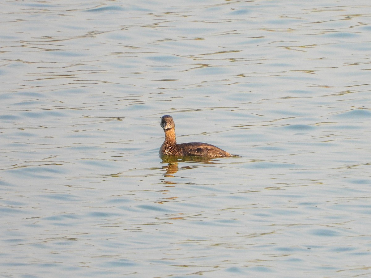 Pied-billed Grebe - Javier Lucio