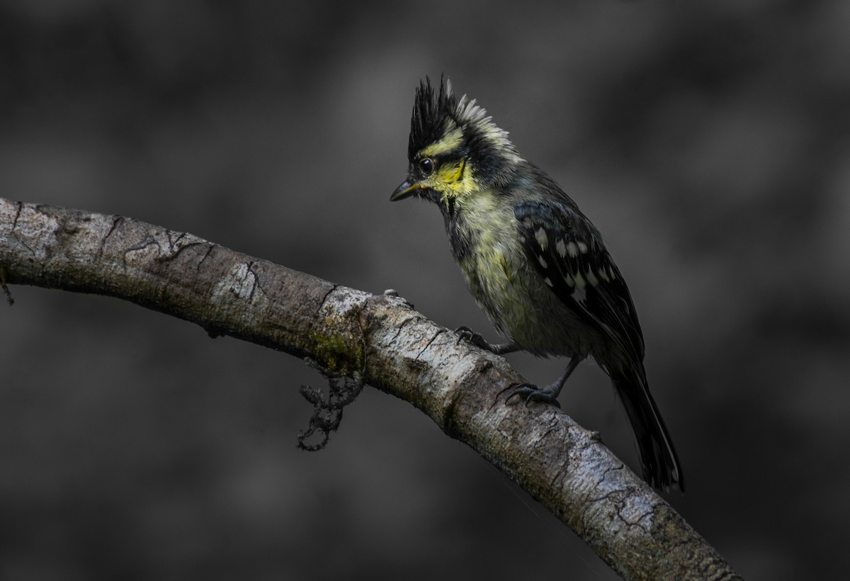 Indian Yellow Tit - Fareed Mohmed