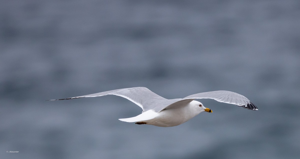 Ring-billed Gull - John Alexander