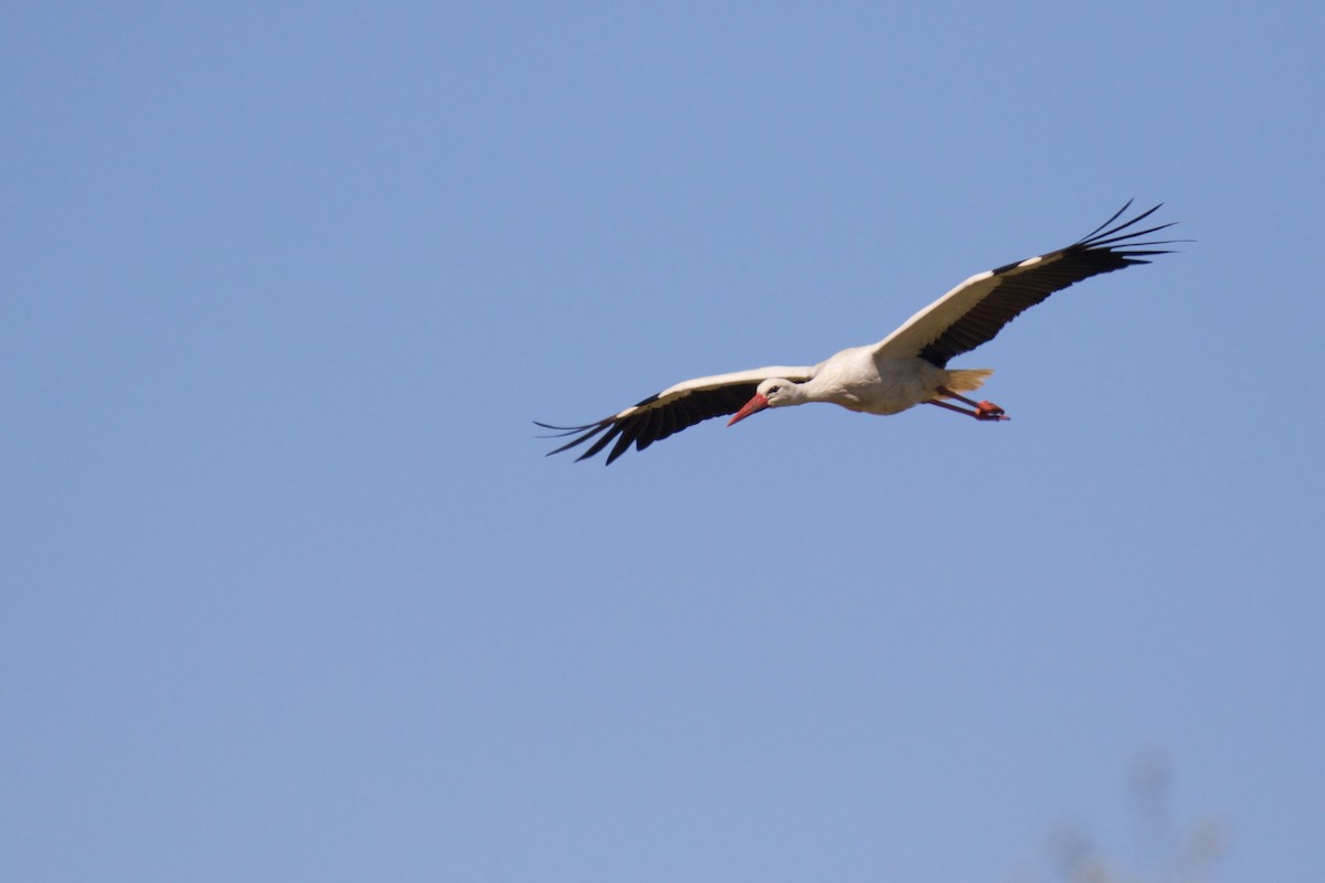 White Stork - Marc Gálvez