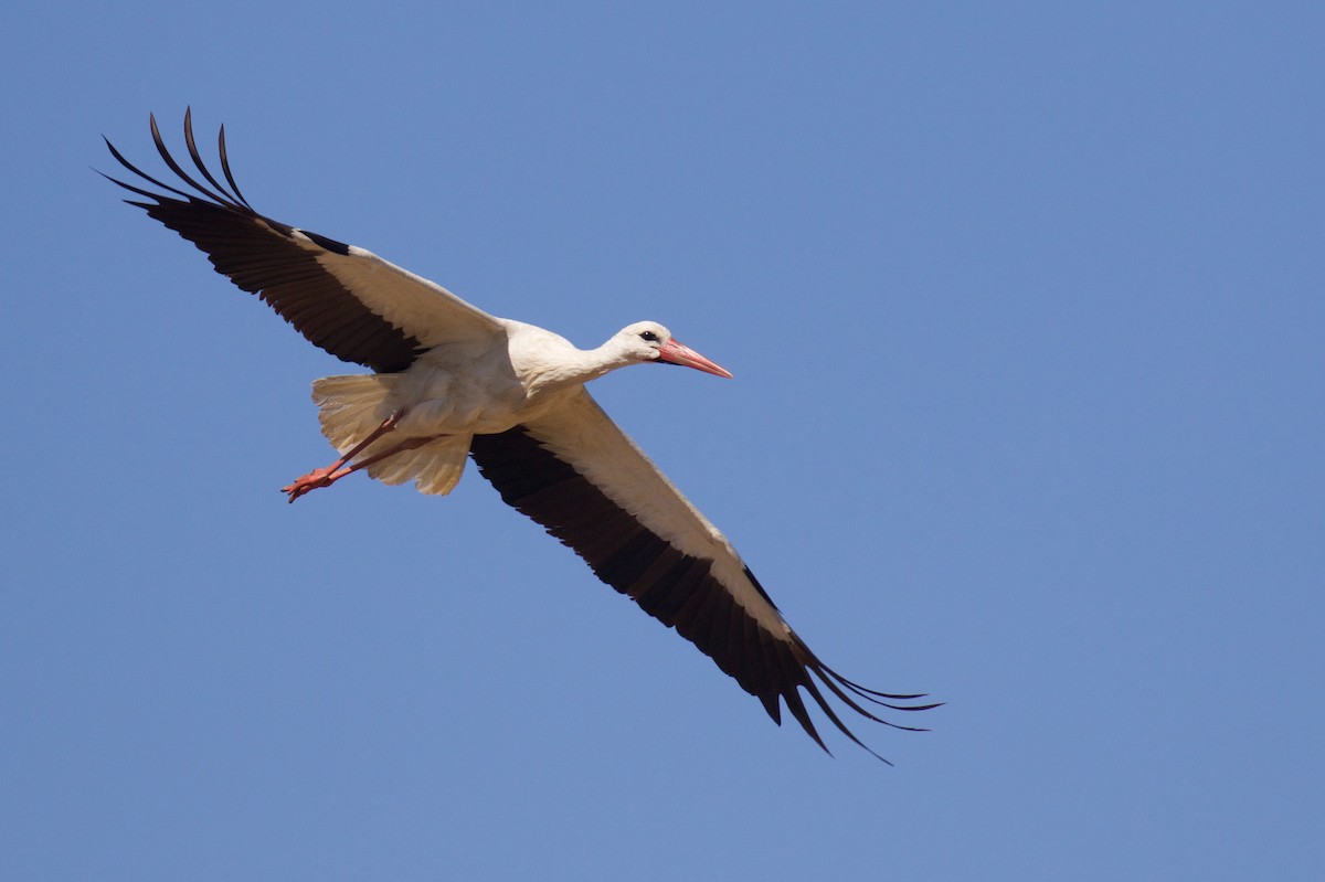 White Stork - Marc Gálvez