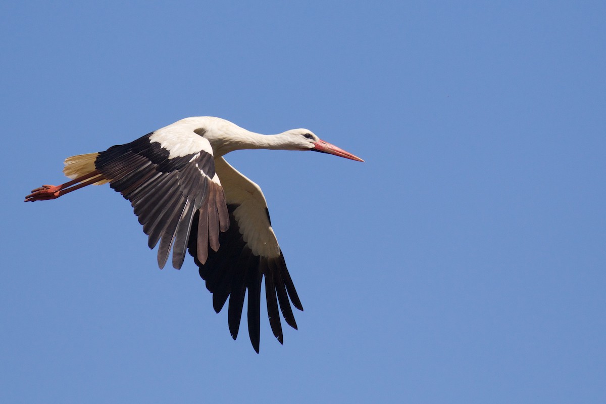 White Stork - Marc Gálvez