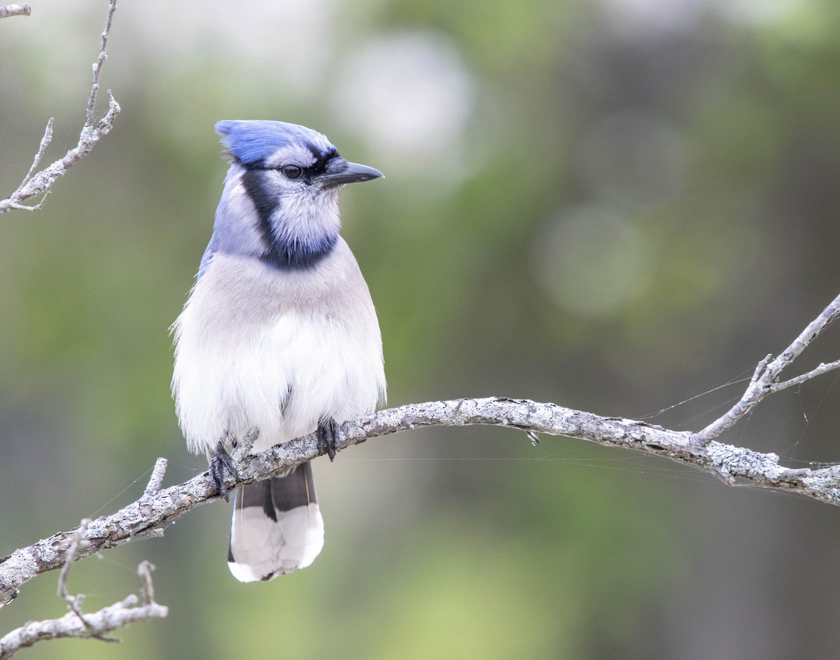 Blue Jay - Kevin Vande Vusse