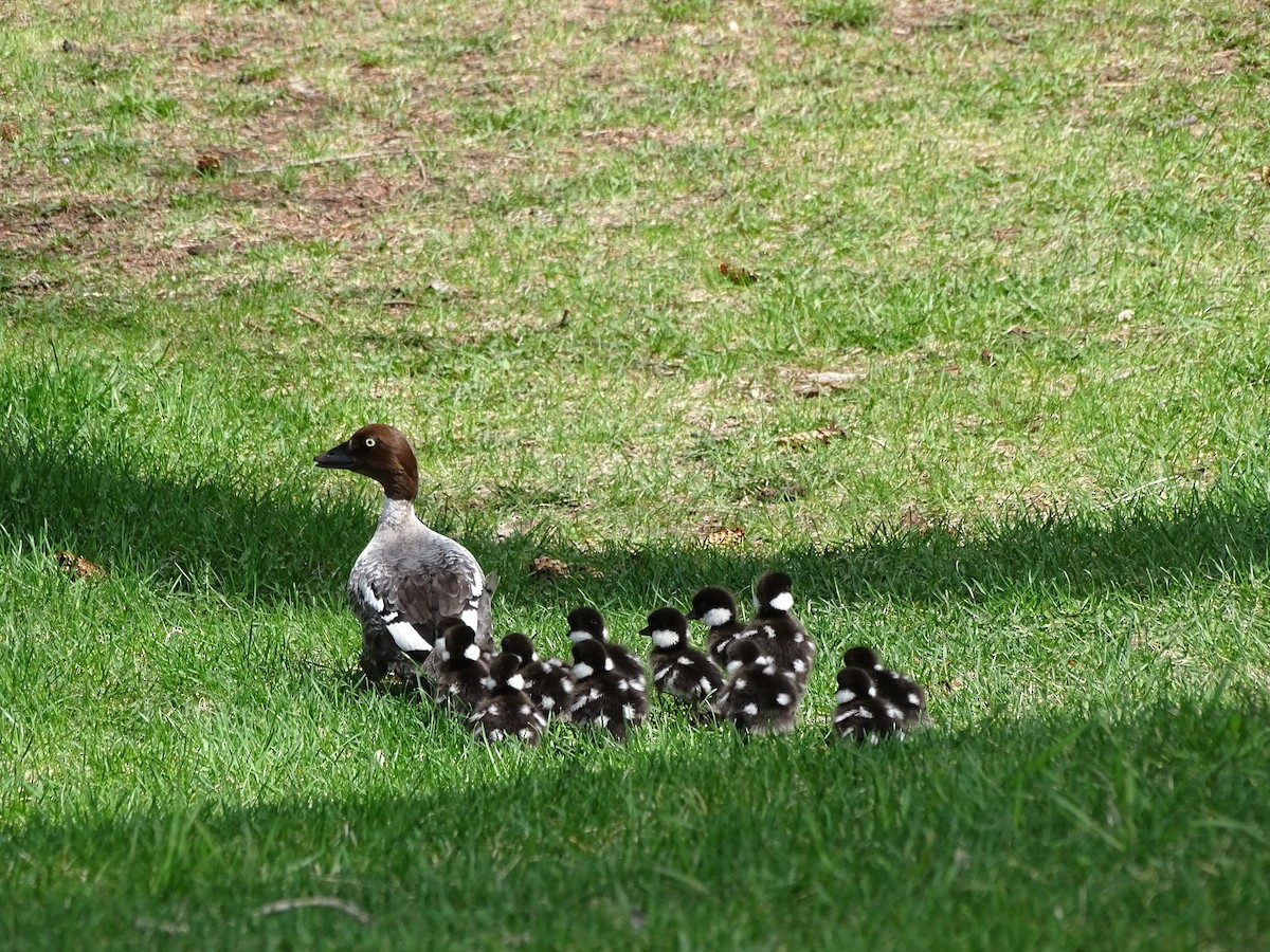 Common Goldeneye - Brooke Sanelli