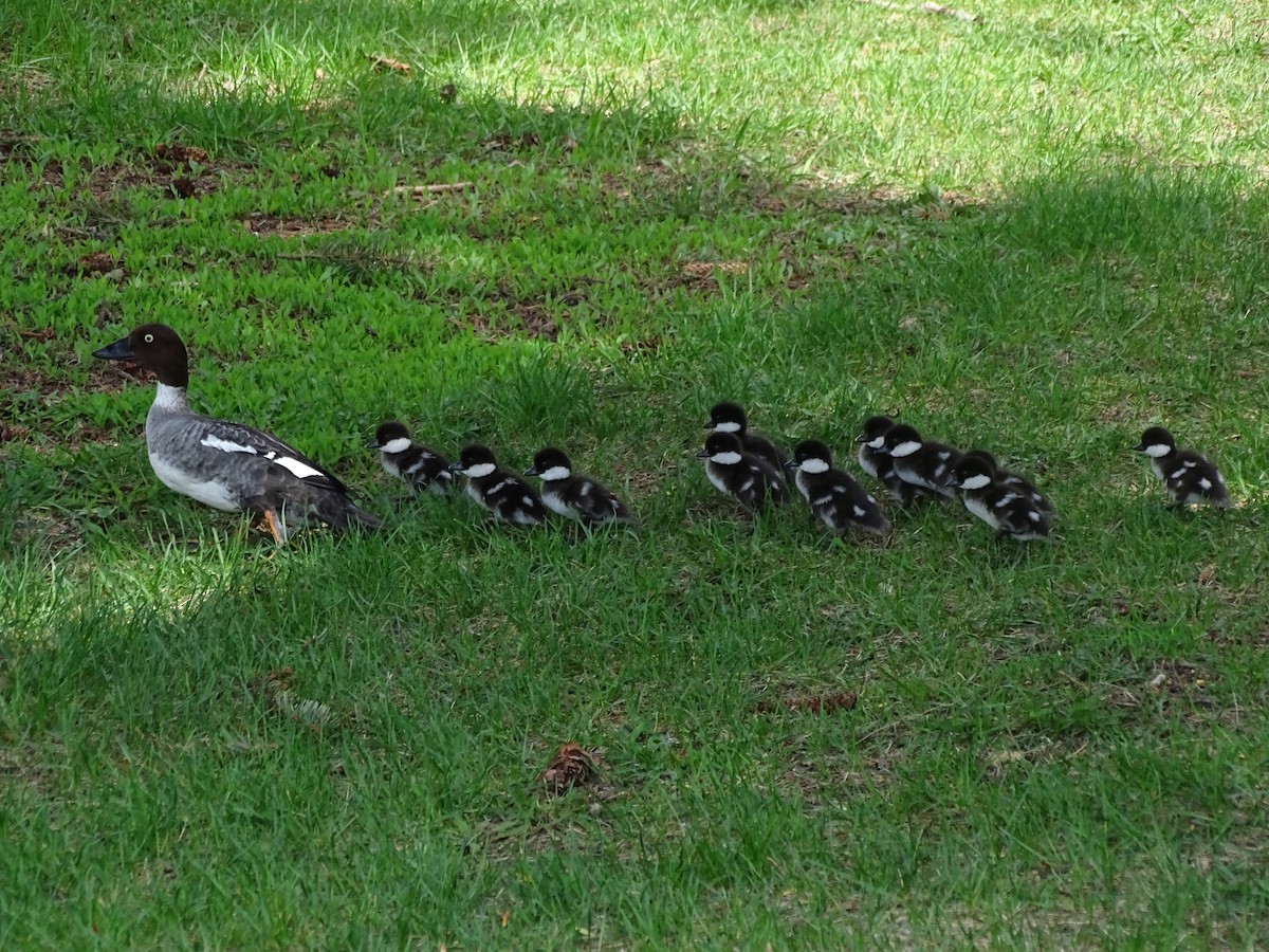 Common Goldeneye - Brooke Sanelli