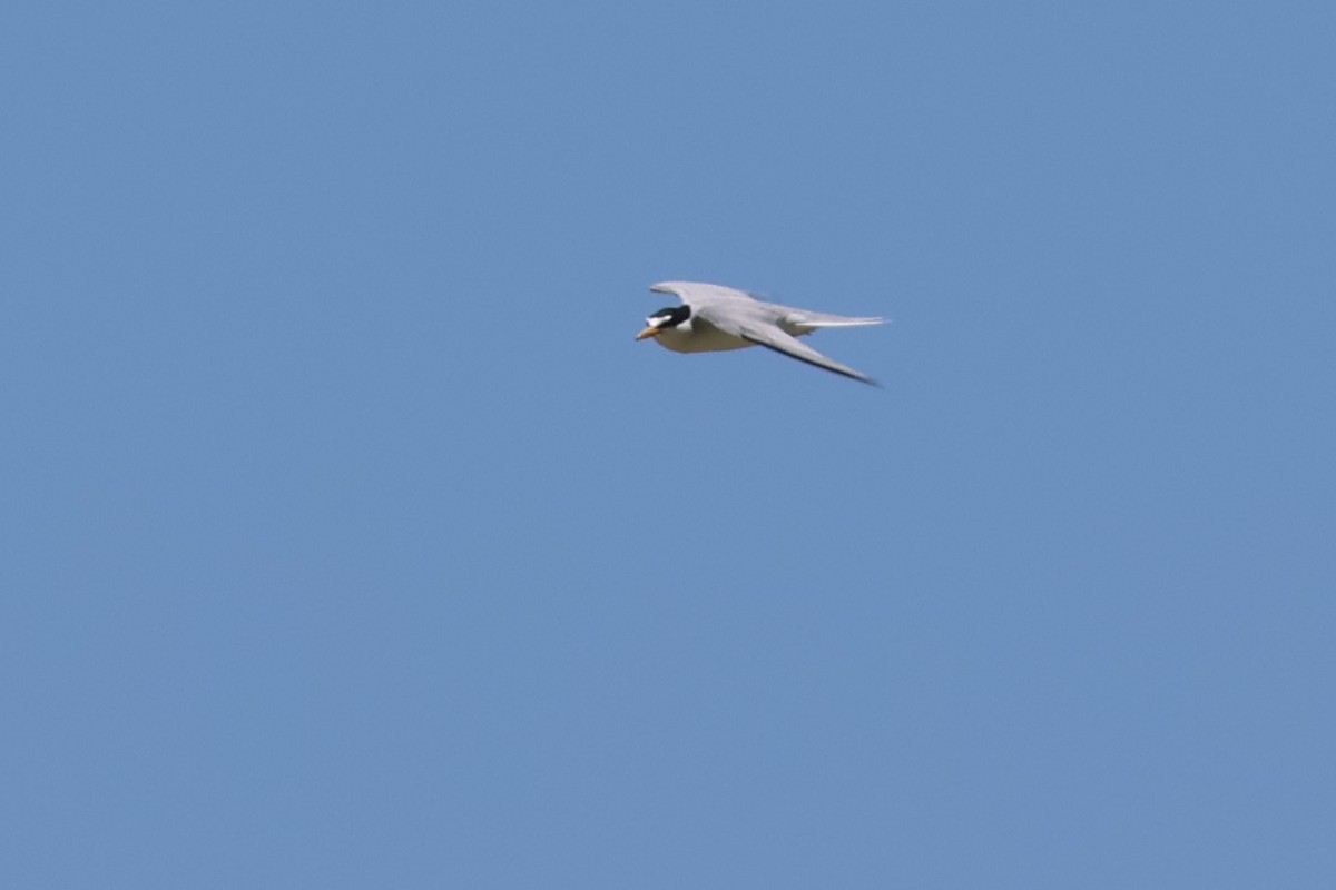 Least Tern - Tom Forwood JR