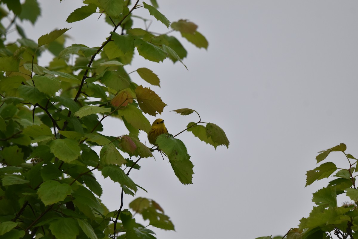 Yellow Warbler - Nancy Lance