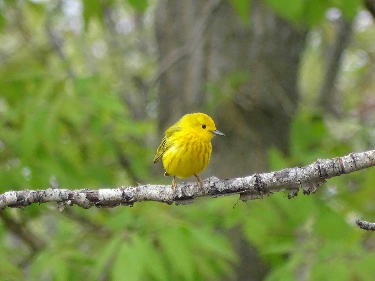 Yellow Warbler - Brooke Sanelli