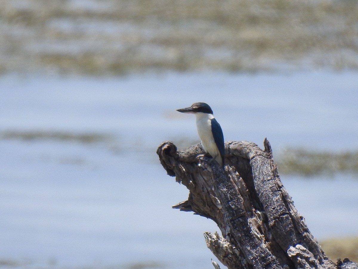 Collared Kingfisher - ML619624711