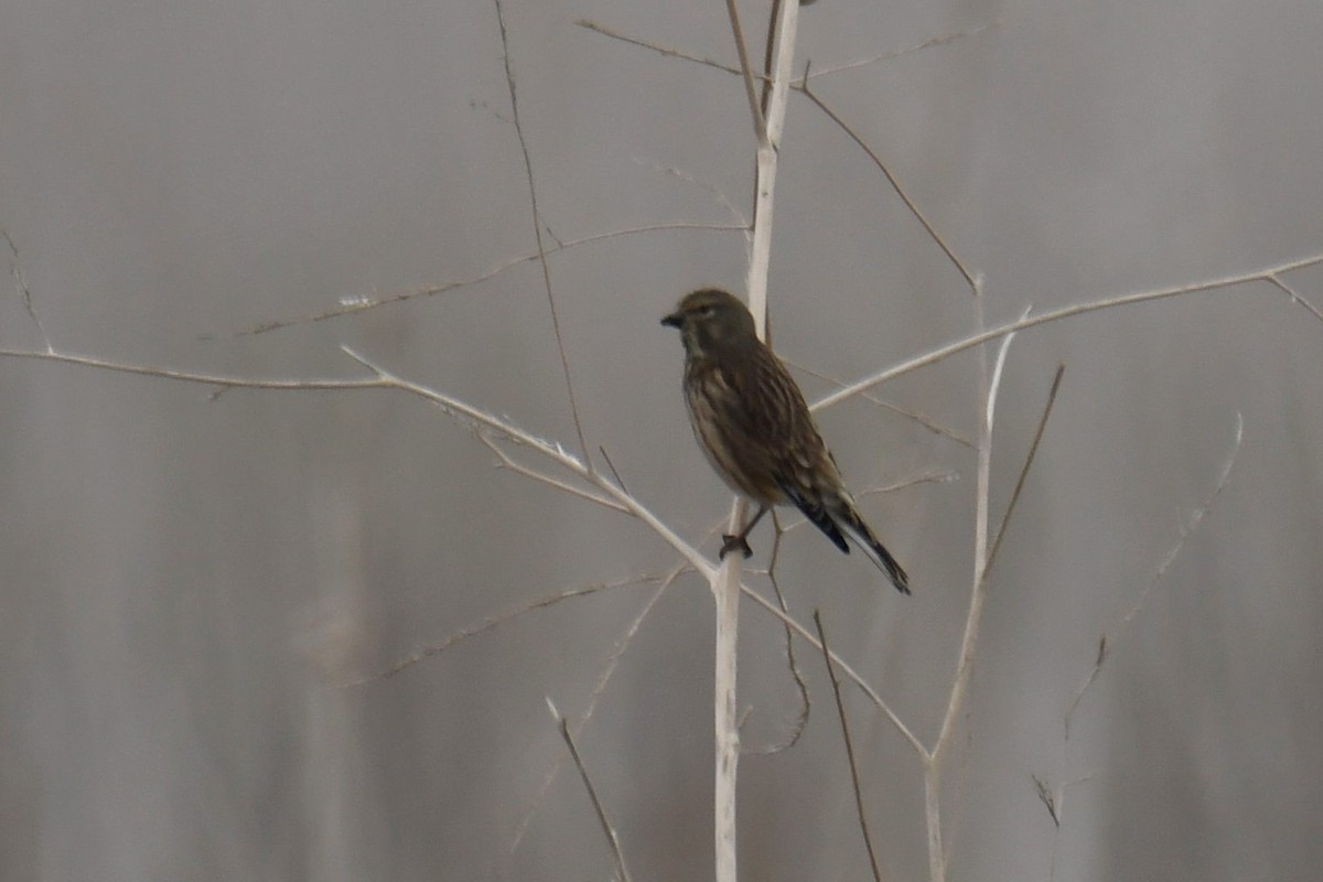 Eurasian Linnet - Kyle Gardiner