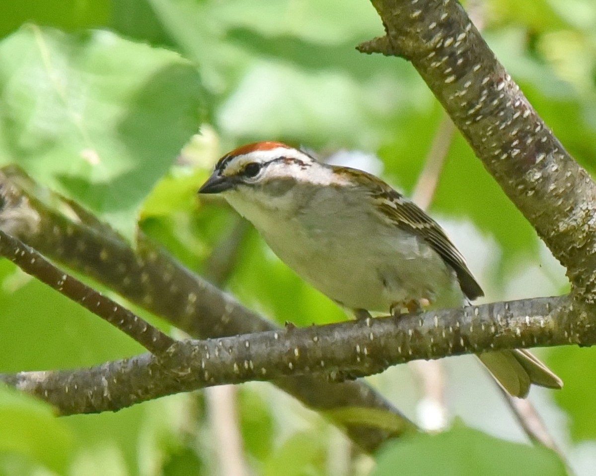 Chipping Sparrow - Barb and Lynn