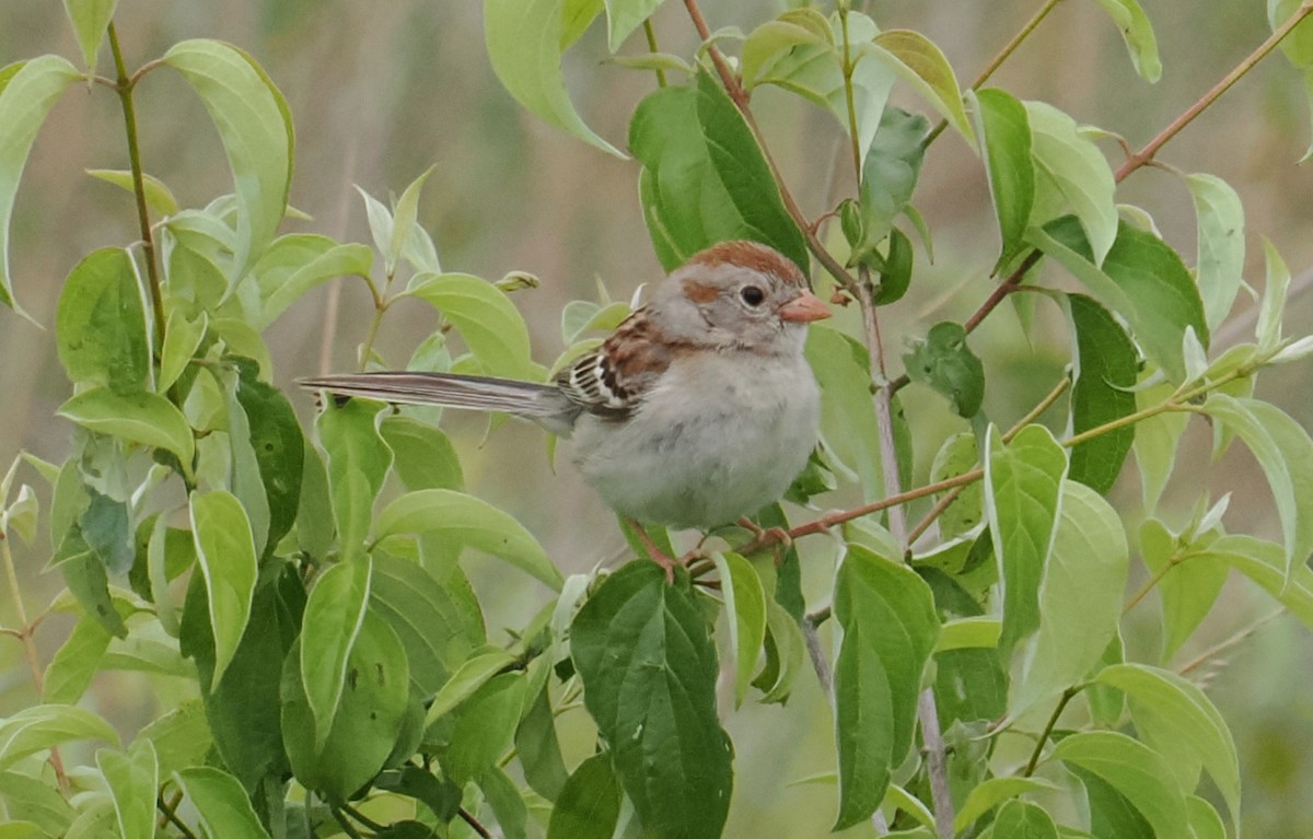 Field Sparrow - ML619624721