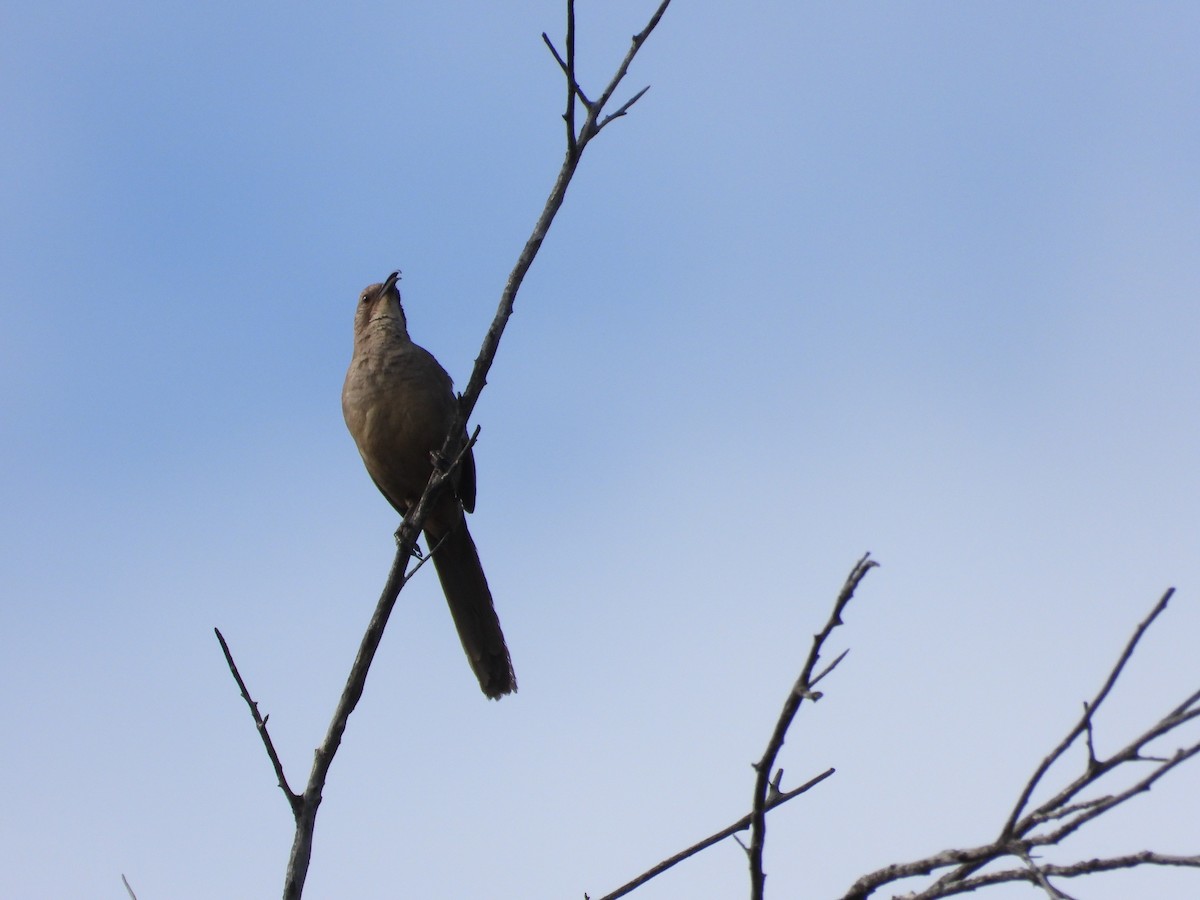 California Thrasher - Mark Donahue