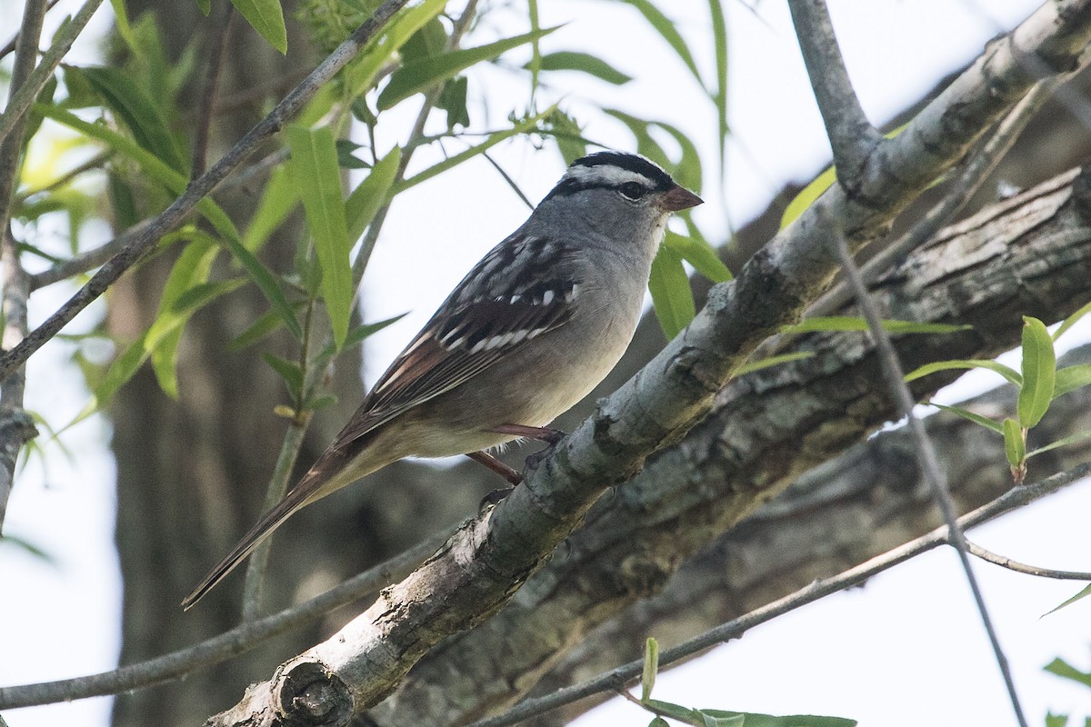 White-crowned Sparrow - ML619624733