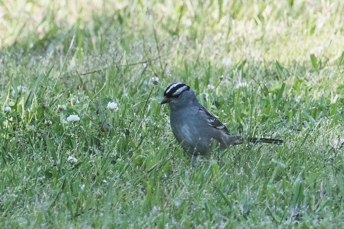 White-crowned Sparrow - ML619624734