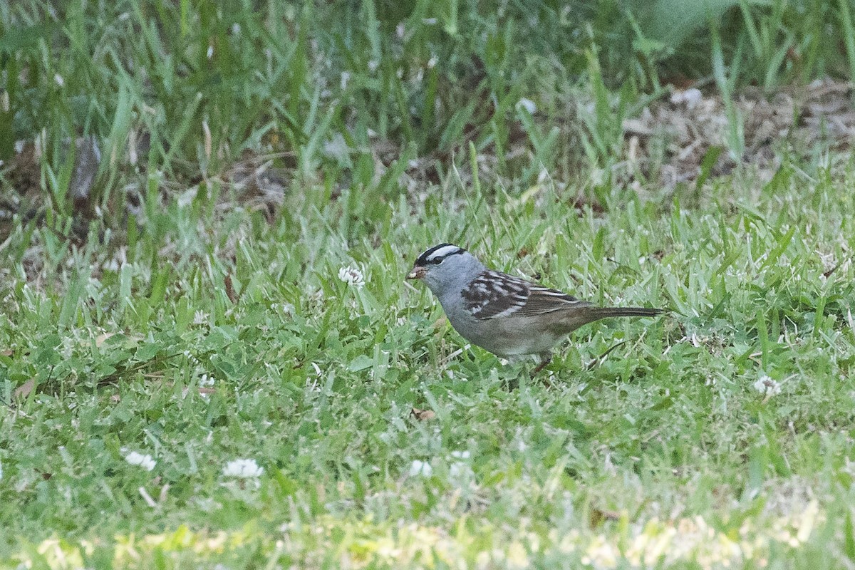 White-crowned Sparrow - ML619624736