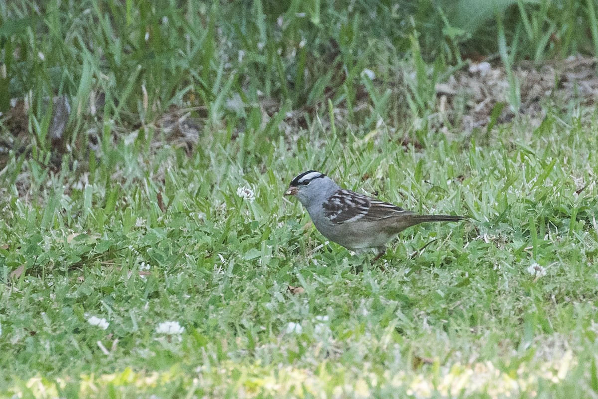 Bruant à couronne blanche - ML619624736