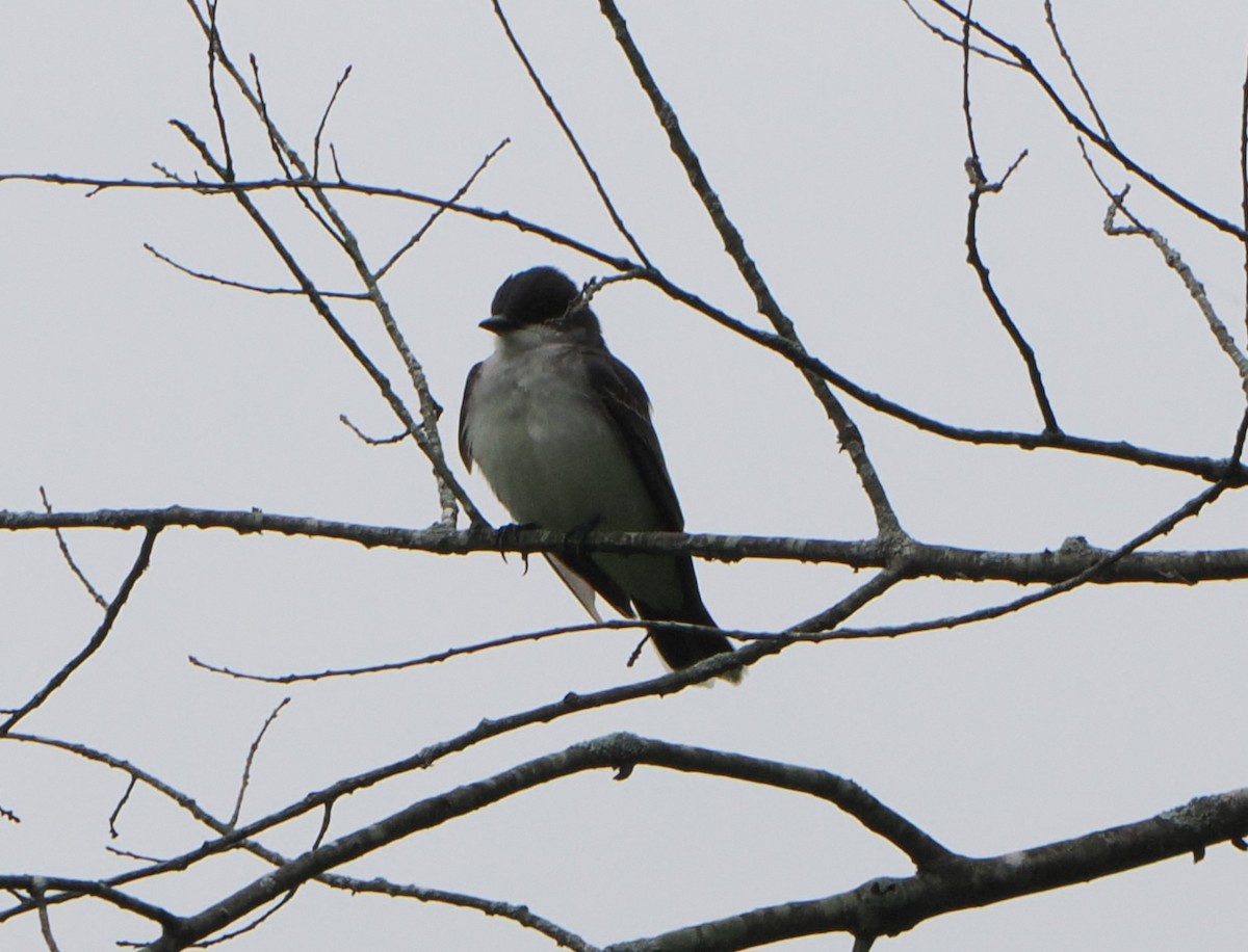 Eastern Kingbird - ML619624739