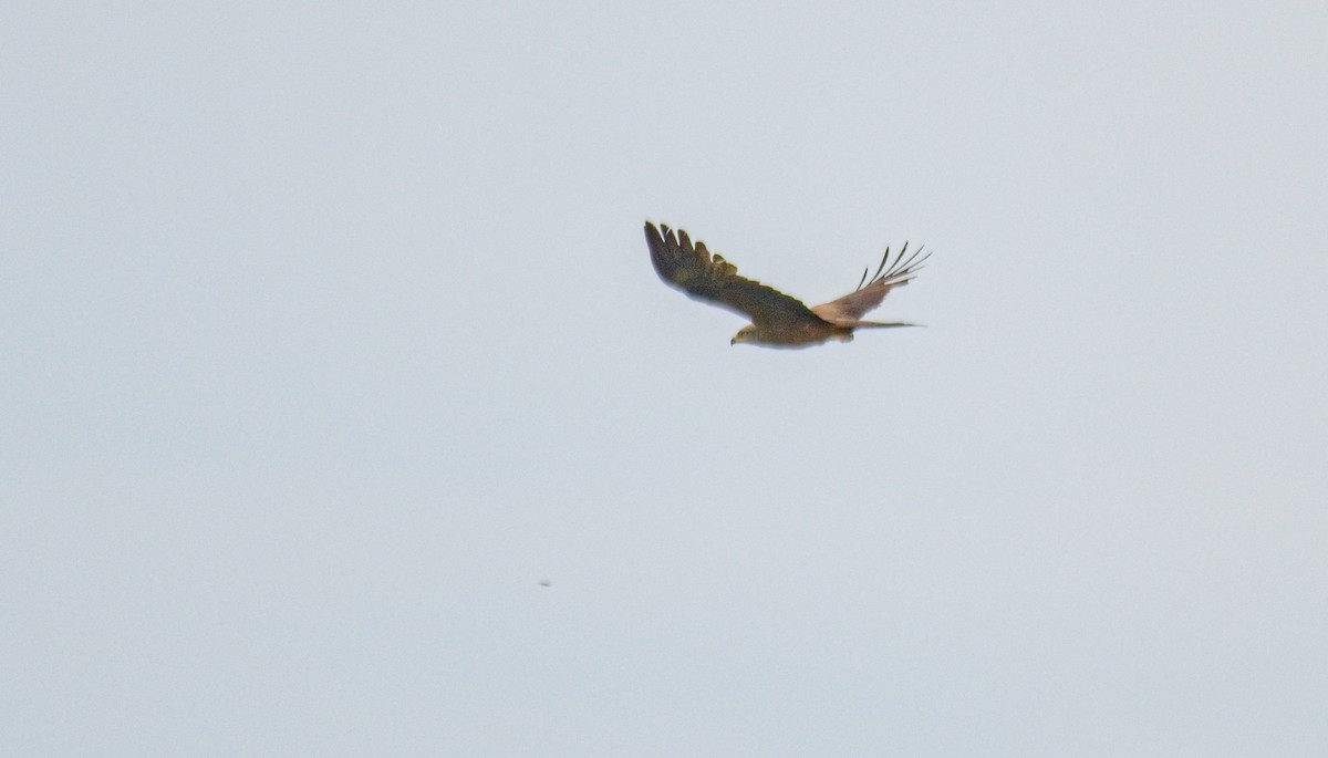 Black Kite - František Straka