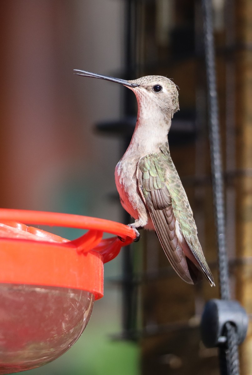 Black-chinned Hummingbird - Lillian Derwelis