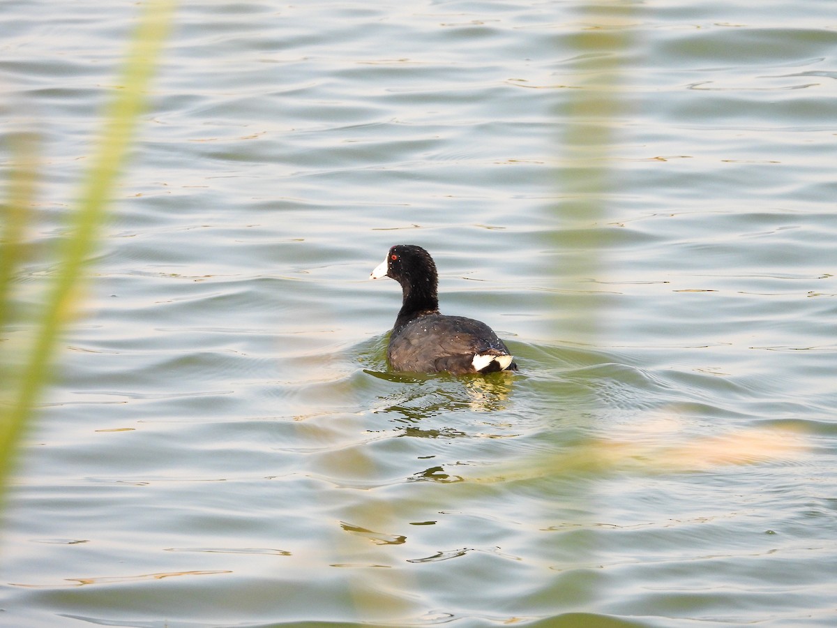 American Coot - Javier Lucio