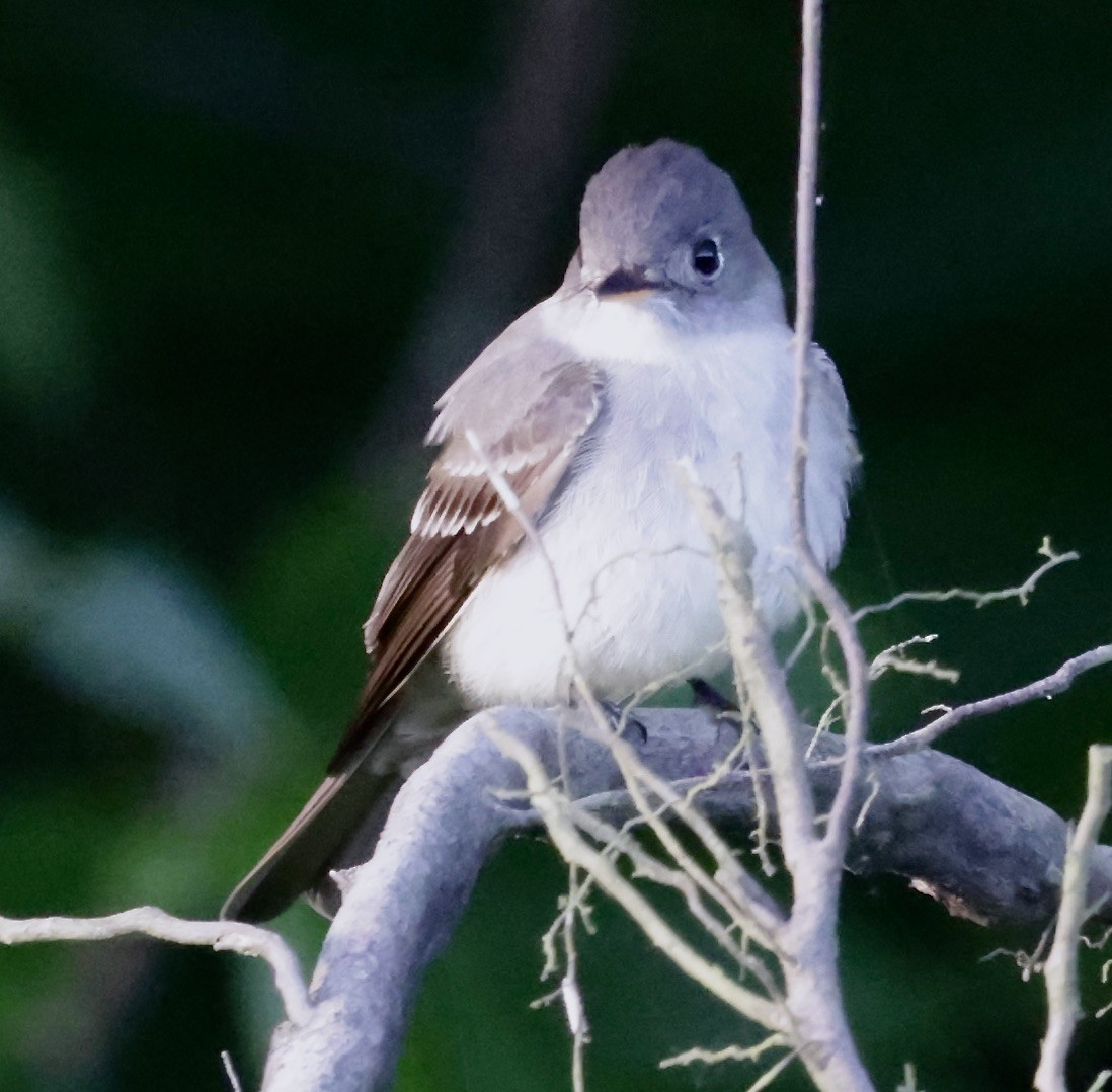 Eastern Wood-Pewee - ML619624748