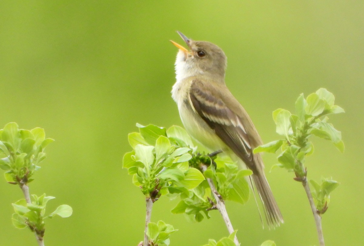 Willow Flycatcher - Bonnie Heinecke