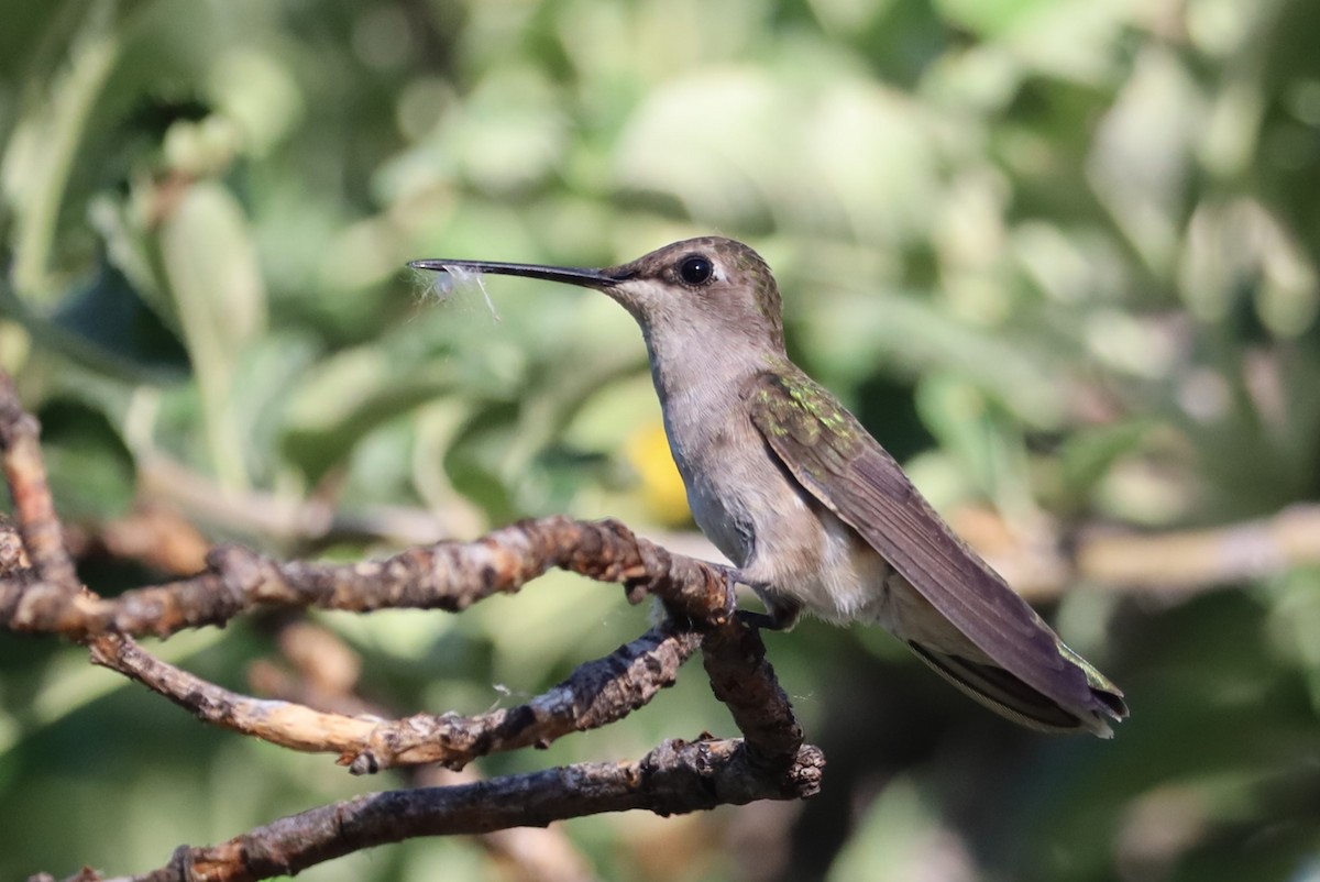 Black-chinned Hummingbird - Lillian Derwelis