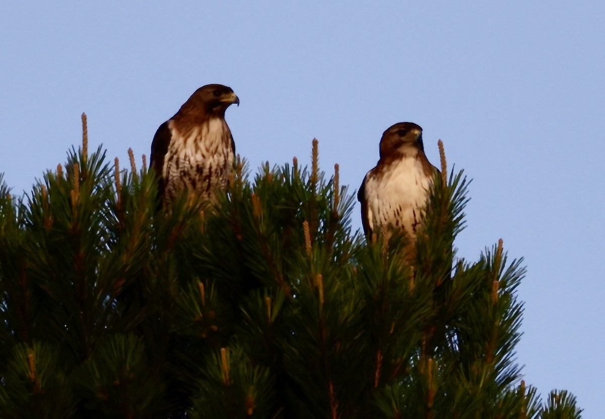 Red-tailed Hawk - ML619624756