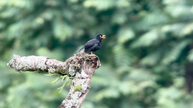 Glossy-black Thrush - ML619624757