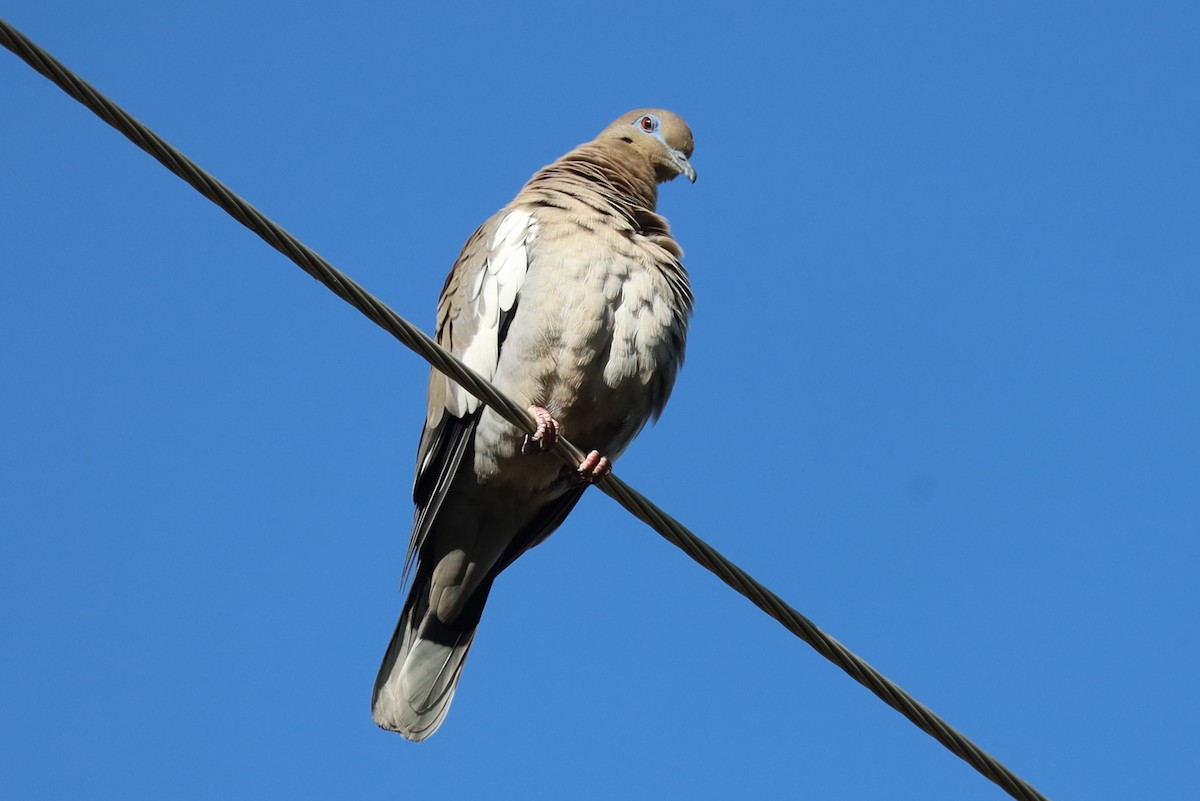 White-winged Dove - Lillian Derwelis