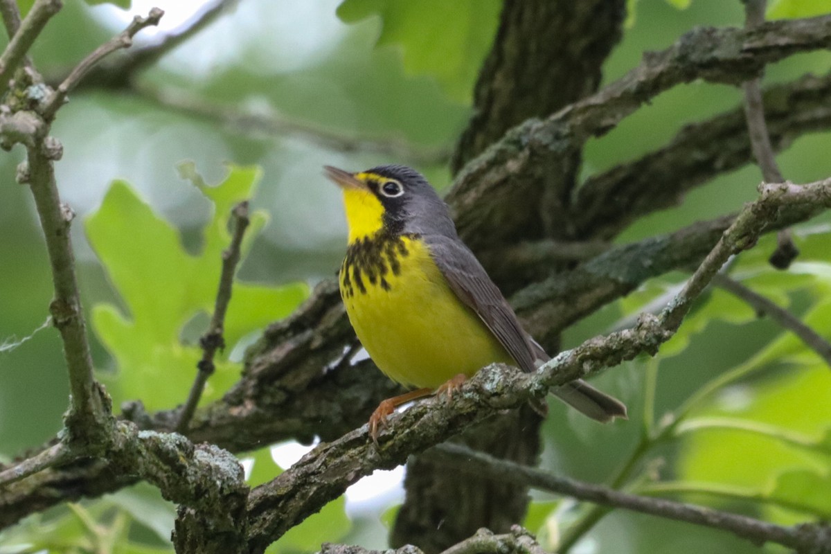 Canada Warbler - Laura Brown