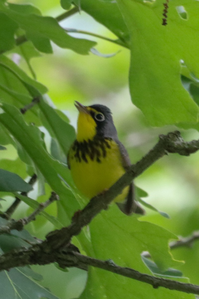 Canada Warbler - Laura Brown